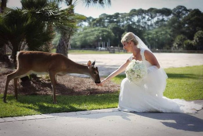 Порция картинок