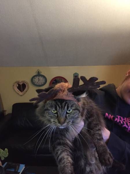 Порция картинок