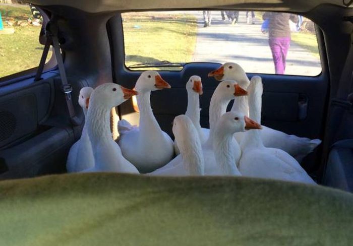 Порция картинок