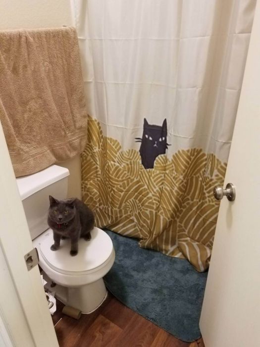 Шторы для ванн с необычными рисунками