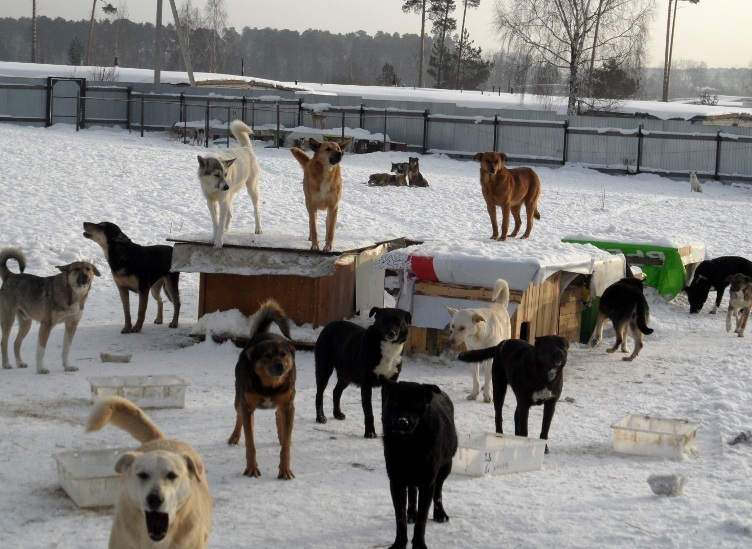Как отбиться от стаи собак