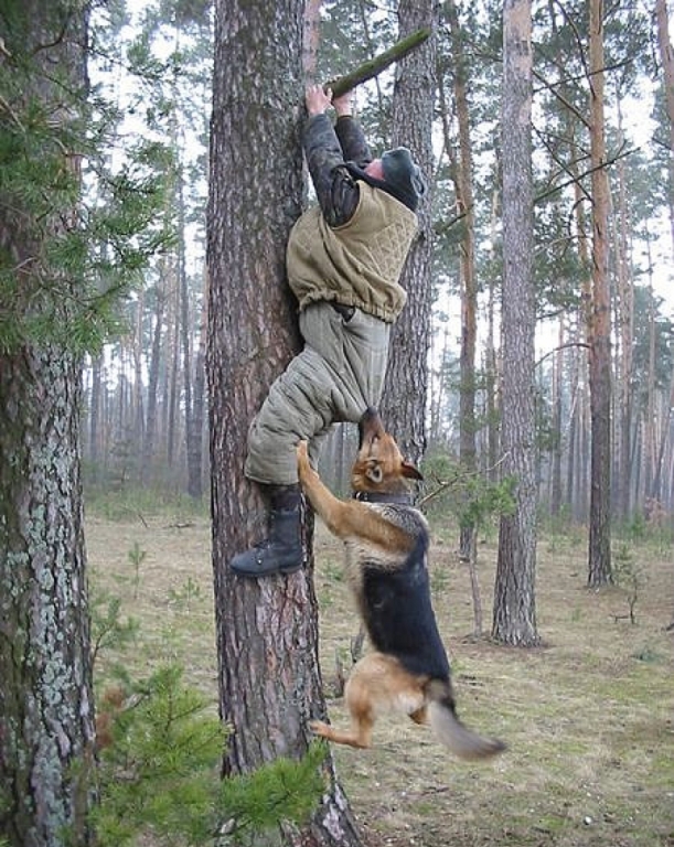 Как отбиться от стаи собак