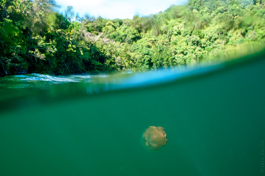 Озеро медуз