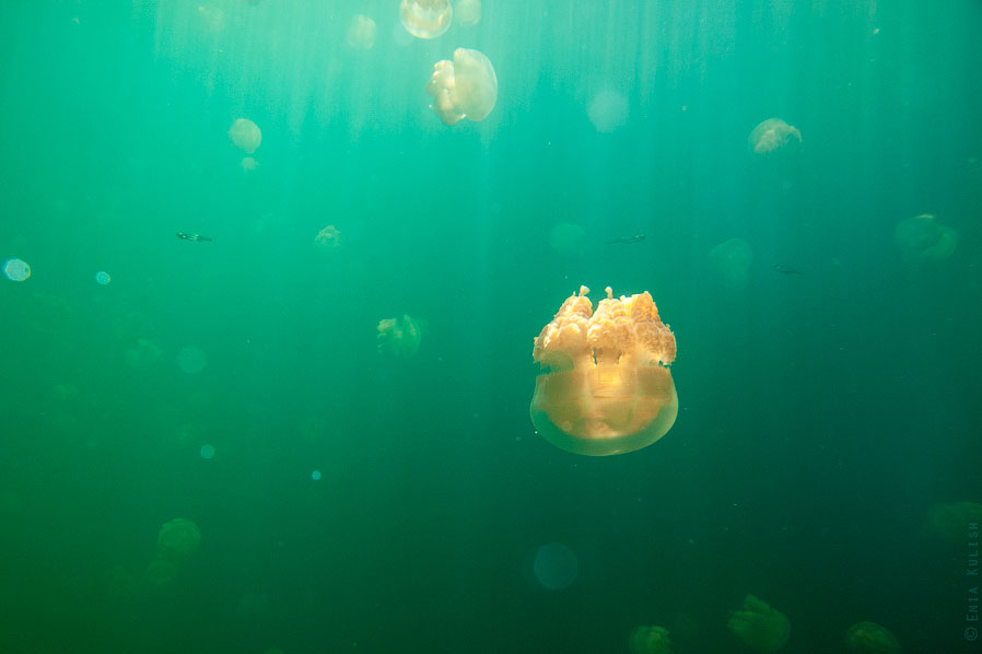 Озеро медуз