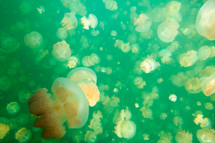 Озеро медуз