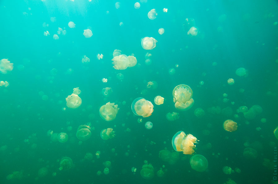 Озеро медуз