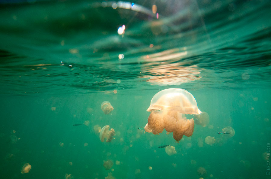 Озеро медуз