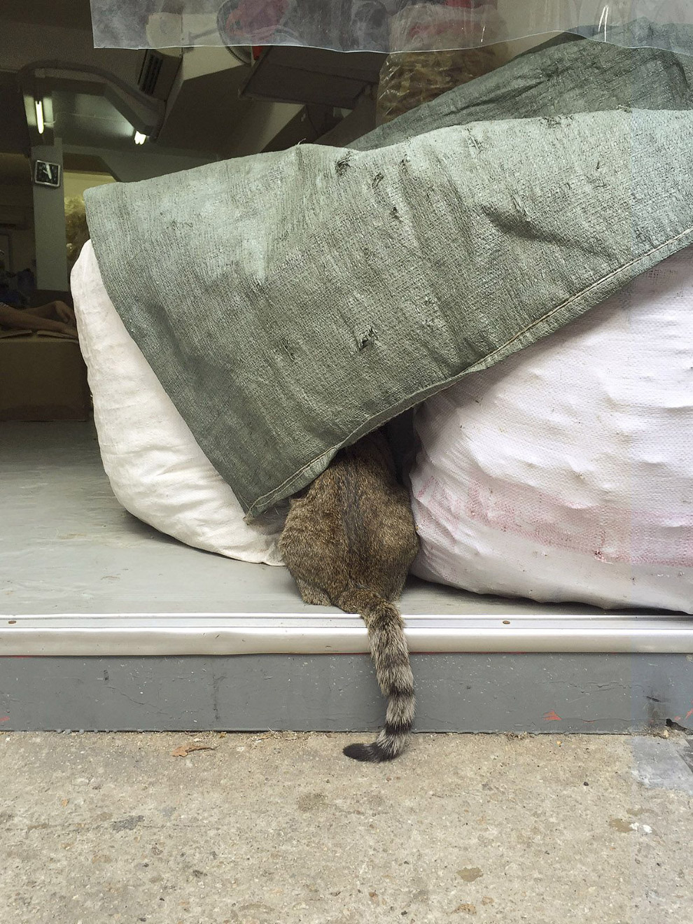 Тайная жизнь домашних животных в магазинах Гонконга