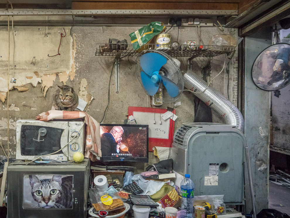 Тайная жизнь домашних животных в магазинах Гонконга