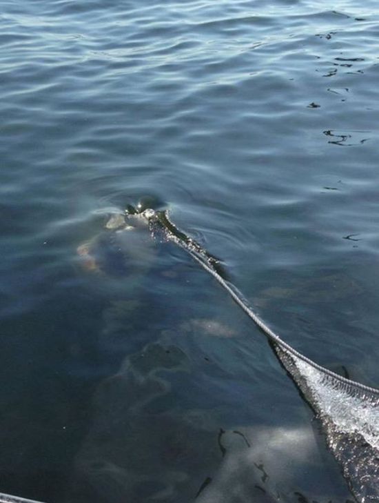 Жуткие морские фото