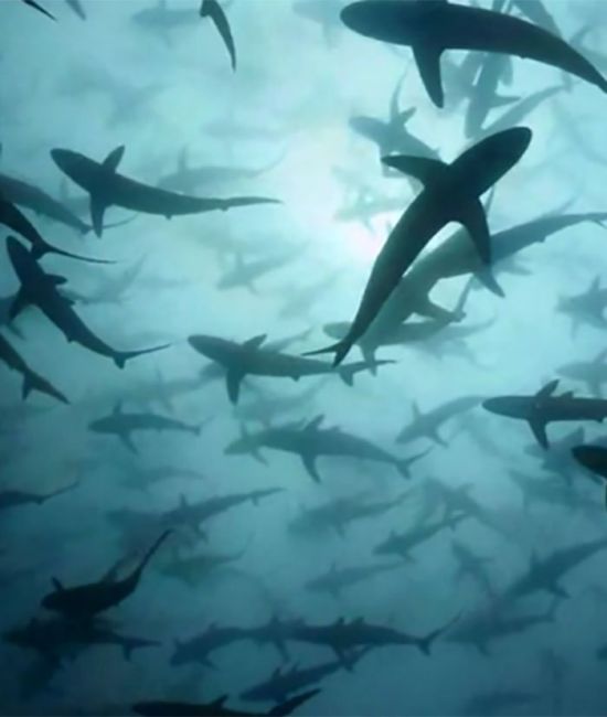 Жуткие морские фото