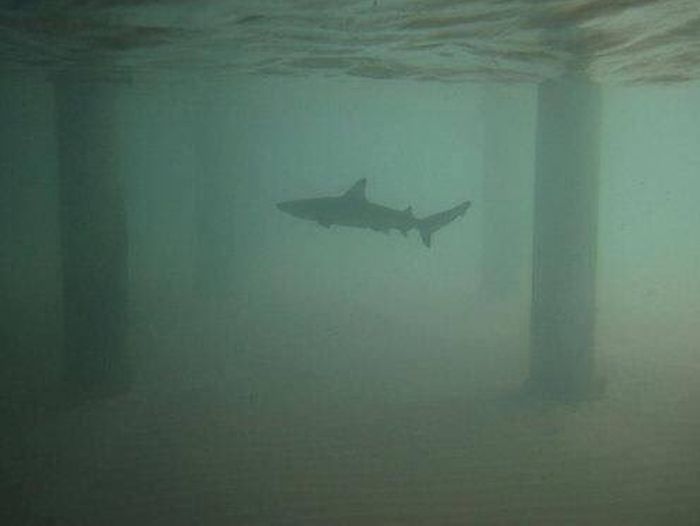 Жуткие морские фото