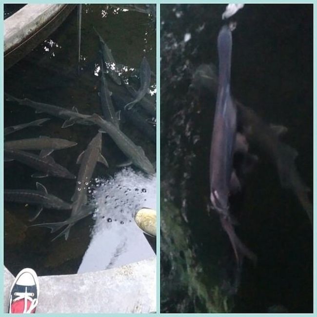 Жуткие морские фото