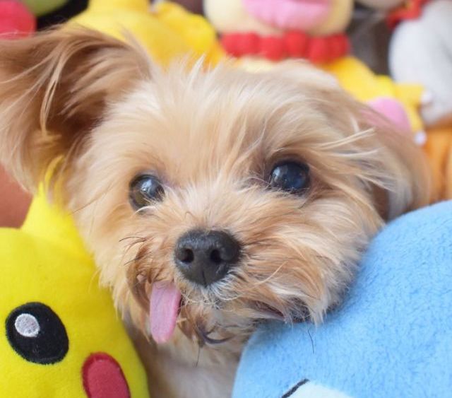 Спасенный щенок