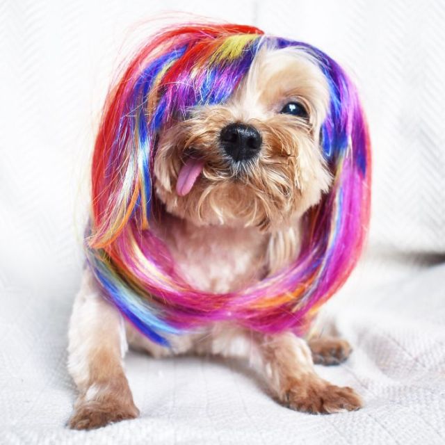 Спасенный щенок