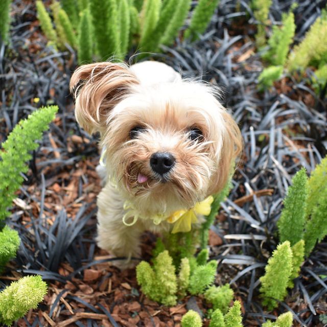 Спасенный щенок