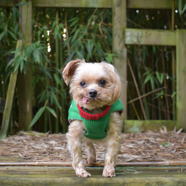 Спасенный щенок