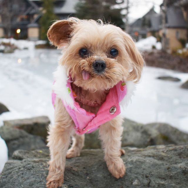 Спасенный щенок