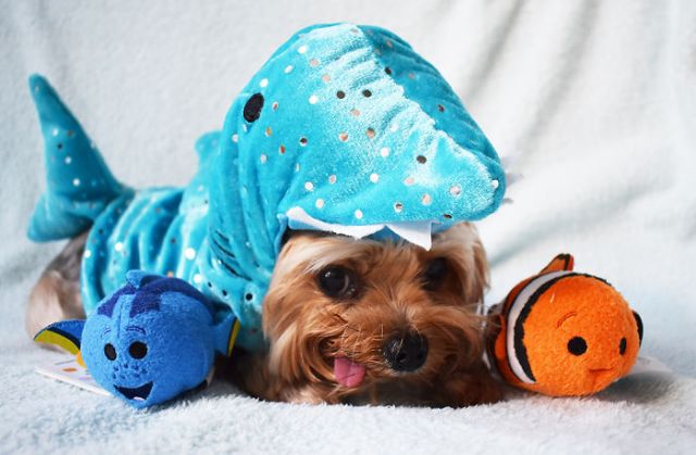 Спасенный щенок