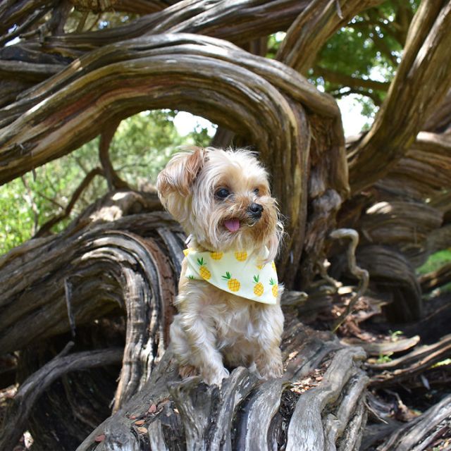 Спасенный щенок