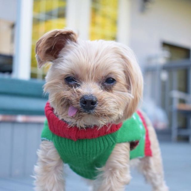 Спасенный щенок