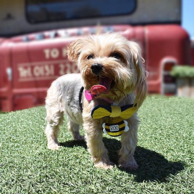 Спасенный щенок