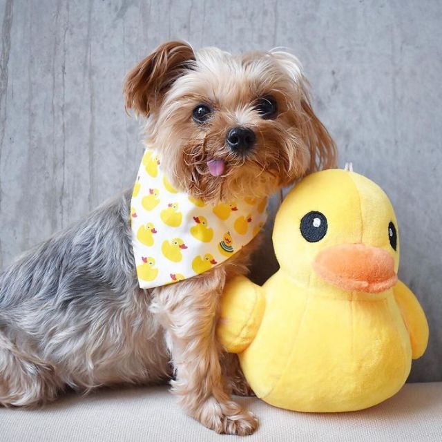 Спасенный щенок