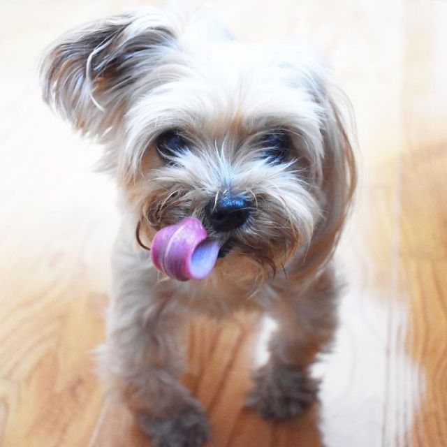 Спасенный щенок