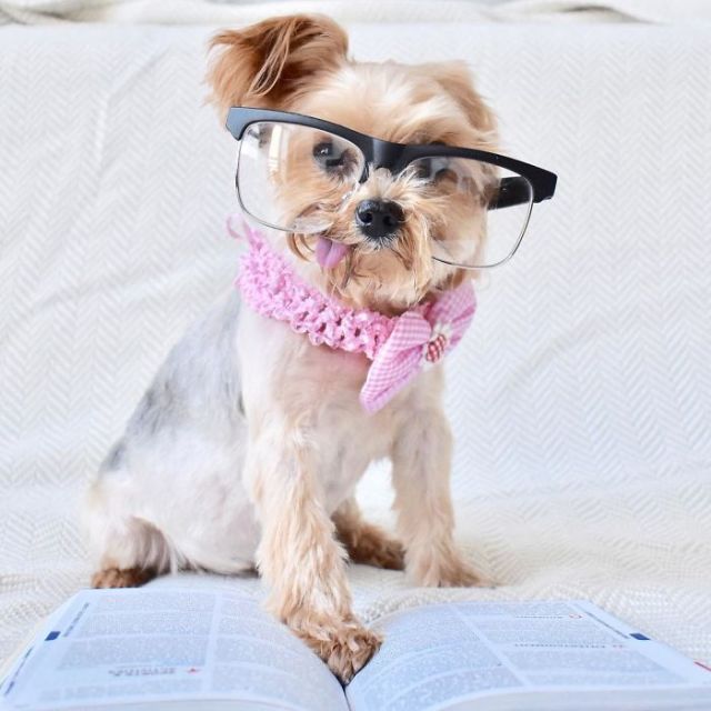 Спасенный щенок