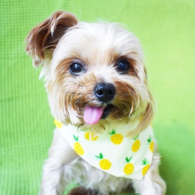 Спасенный щенок