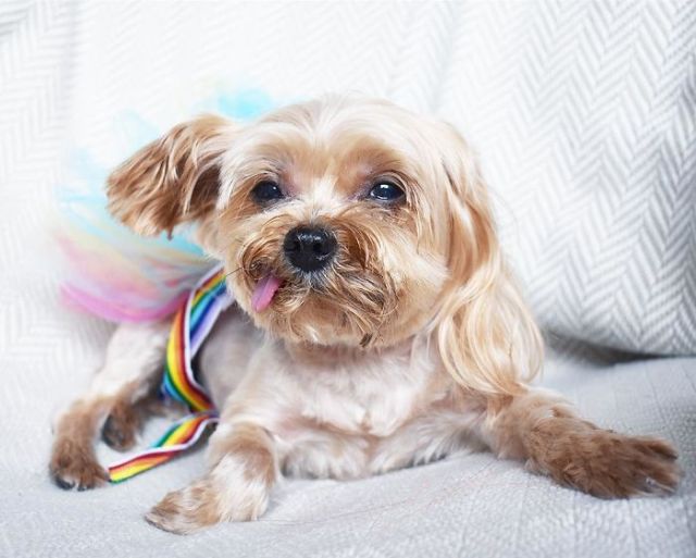 Спасенный щенок