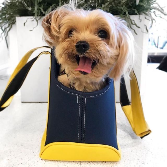 Спасенный щенок