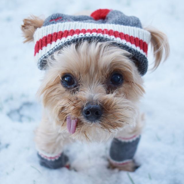 Спасенный щенок