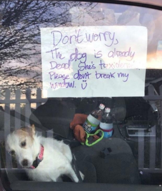 Эта собака стала интернет-звездой спустя 4 года после своей смерти Эта собака стала интернет-звездой спустя 4 года после своей смерти