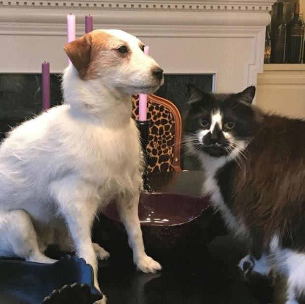 Эта собака стала интернет-звездой спустя 4 года после своей смерти Эта собака стала интернет-звездой спустя 4 года после своей смерти