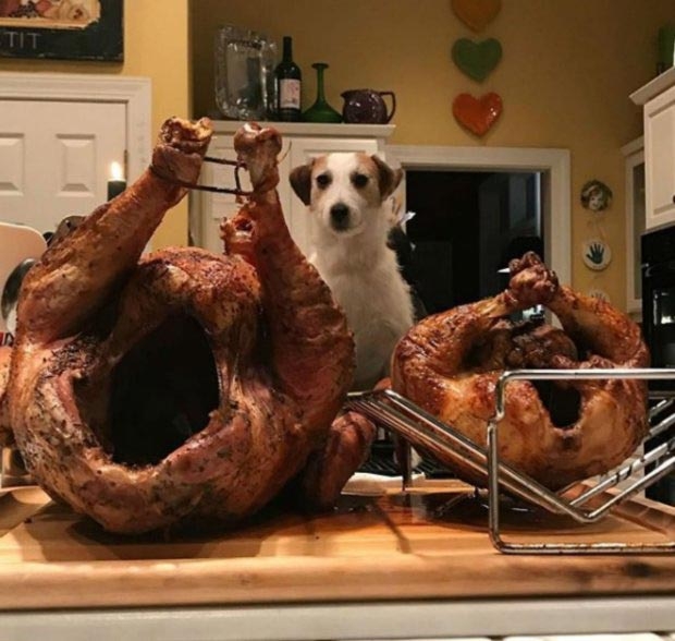 Эта собака стала интернет-звездой спустя 4 года после своей смерти Эта собака стала интернет-звездой спустя 4 года после своей смерти