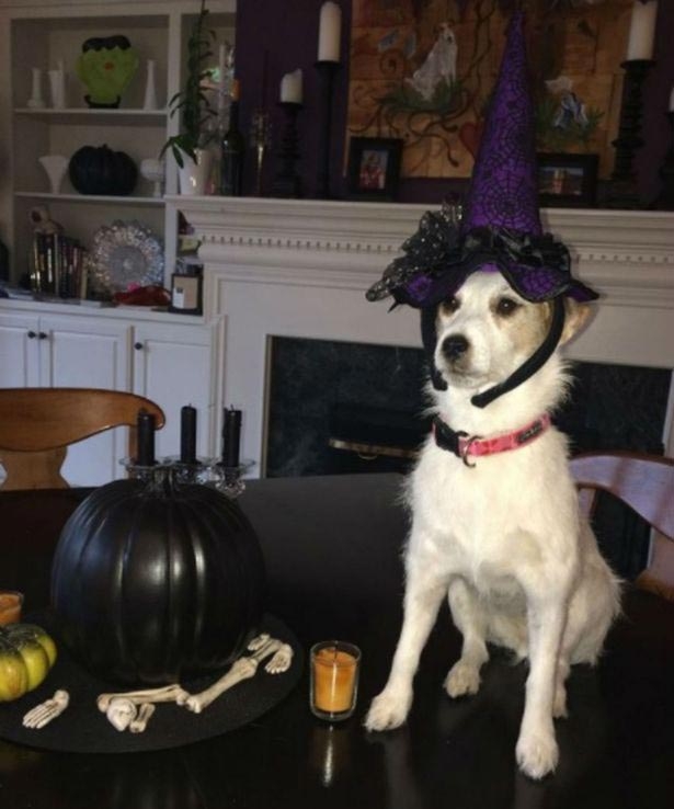 Эта собака стала интернет-звездой спустя 4 года после своей смерти Эта собака стала интернет-звездой спустя 4 года после своей смерти