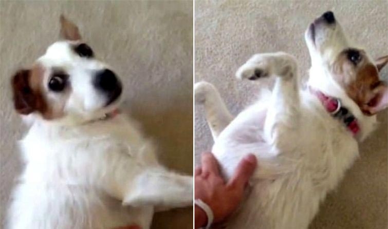 Эта собака стала интернет-звездой спустя 4 года после своей смерти Эта собака стала интернет-звездой спустя 4 года после своей смерти