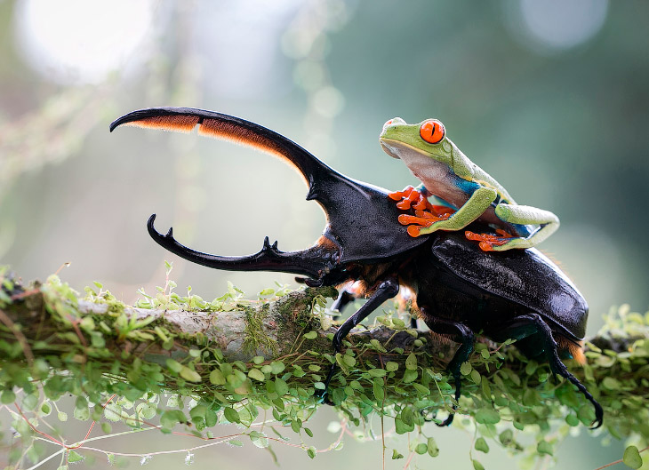 Sony World Photography Awards 2014