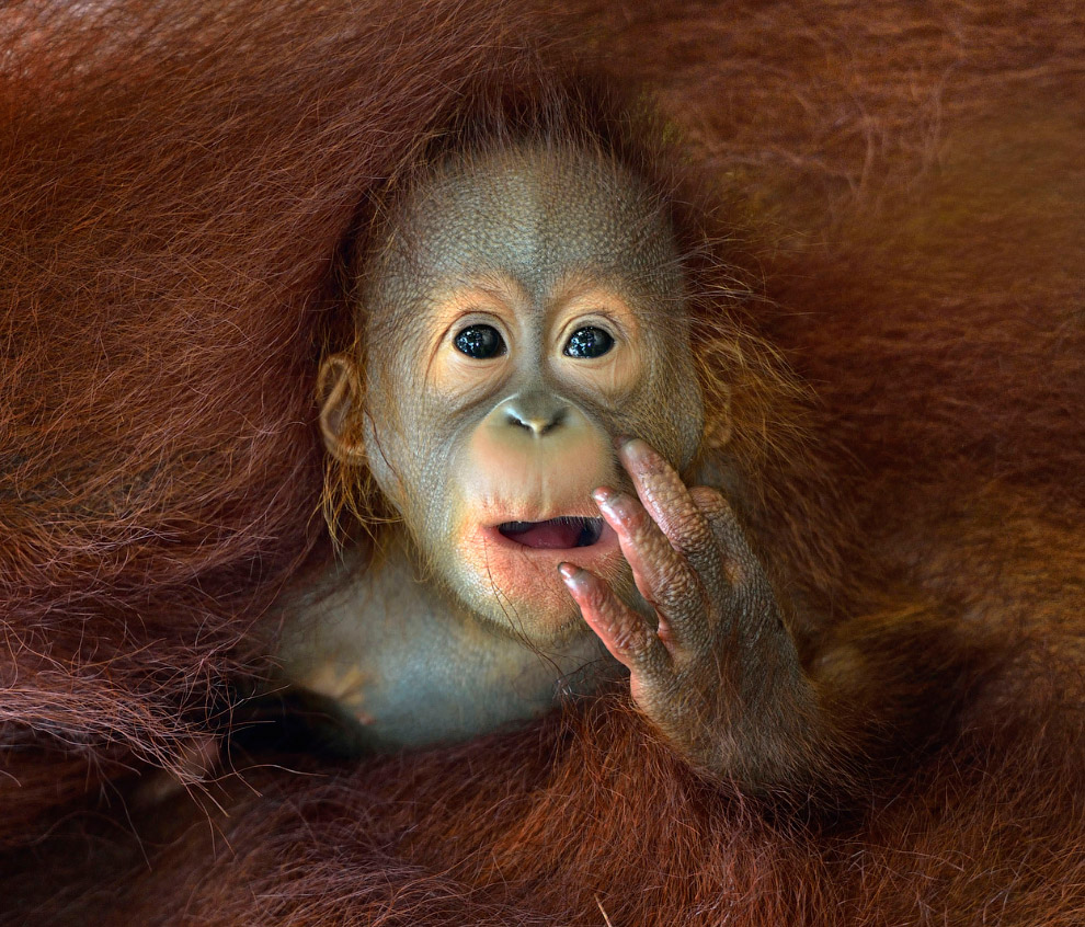 Sony World Photography Awards 2014