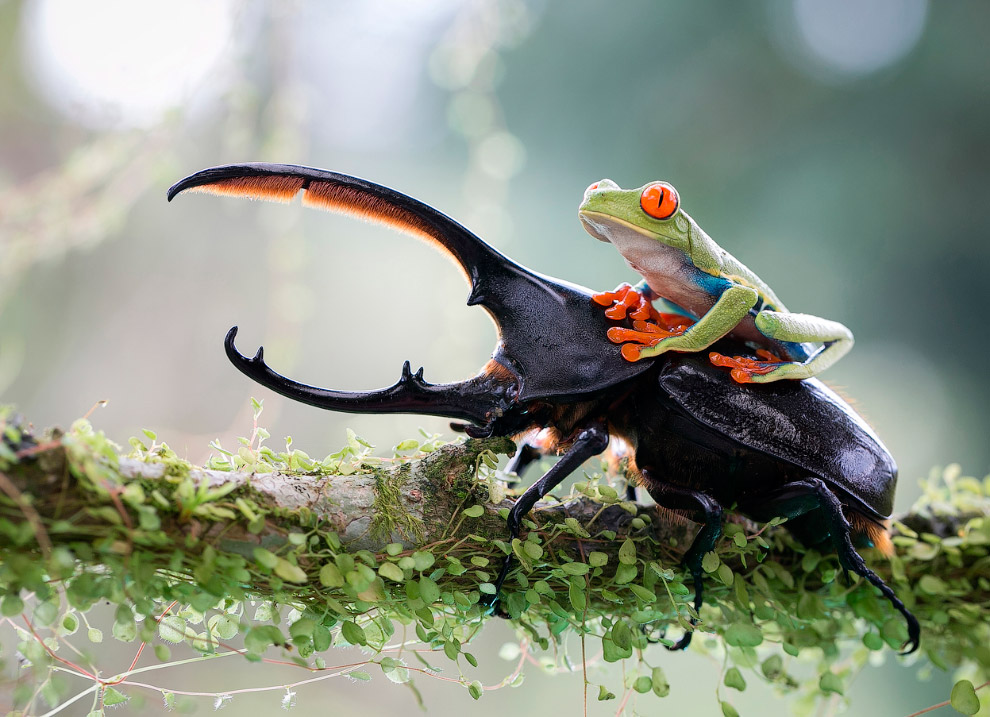 Sony World Photography Awards 2014