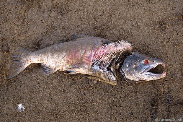 Самые ужасные продукты, производимые в Китае (6 фото)