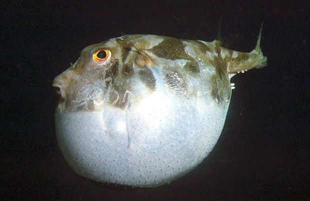 Самые ужасные продукты, производимые в Китае (6 фото)