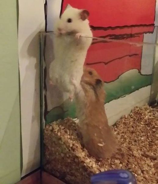 Прикольные картинки (67 фото)