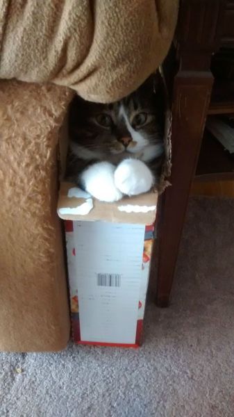 Прикольные картинки (67 фото)