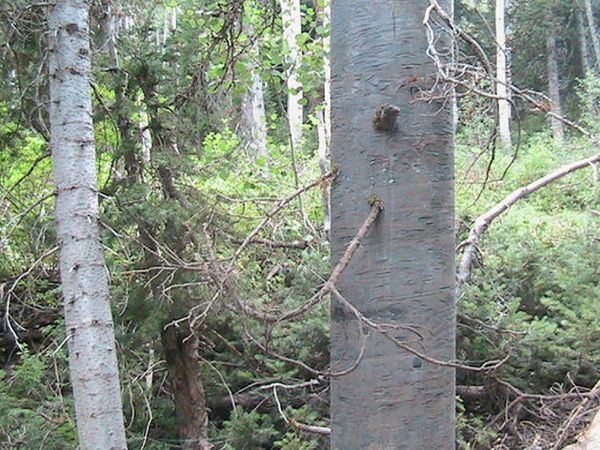 Землянка на случай апокалипсиса (33 фото)