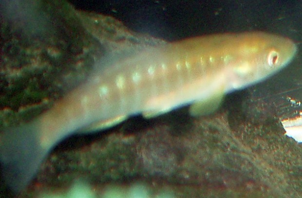 10 тайн мира, которые наука, наконец, раскрыла 10 тайн мира, которые наука, наконец, раскрыла