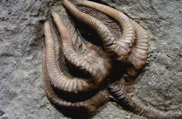 10 тайн мира, которые наука, наконец, раскрыла 10 тайн мира, которые наука, наконец, раскрыла