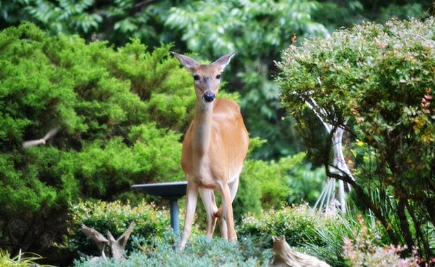 Несколько весьма странных способов использования человеческих волос. Часть 2
