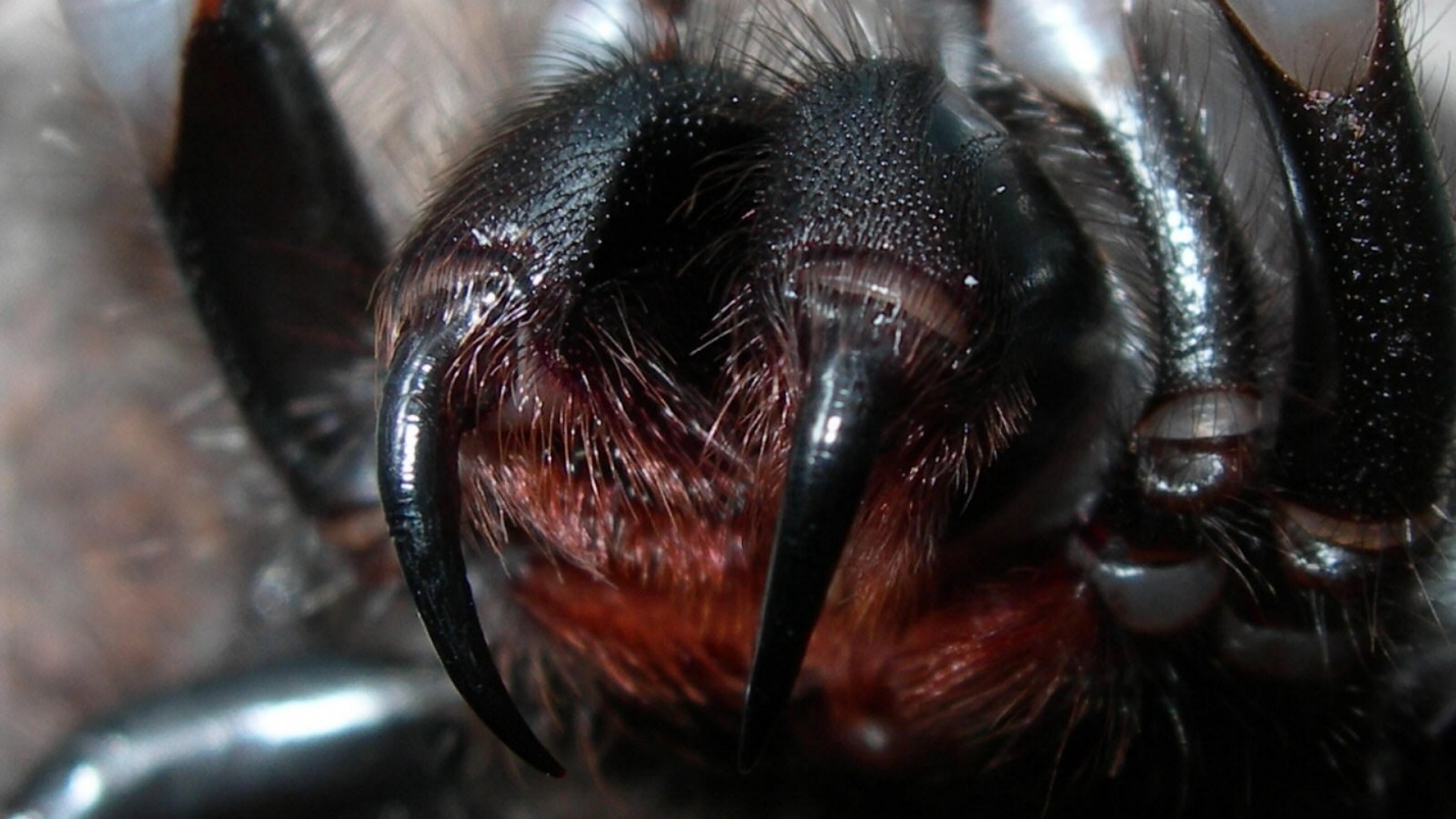 Несколько самых страшных и ядовитых насекомых в мире. Часть 1 Несколько самых страшных и ядовитых насекомых в мире. Часть 1